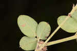 Hairy lespedeza